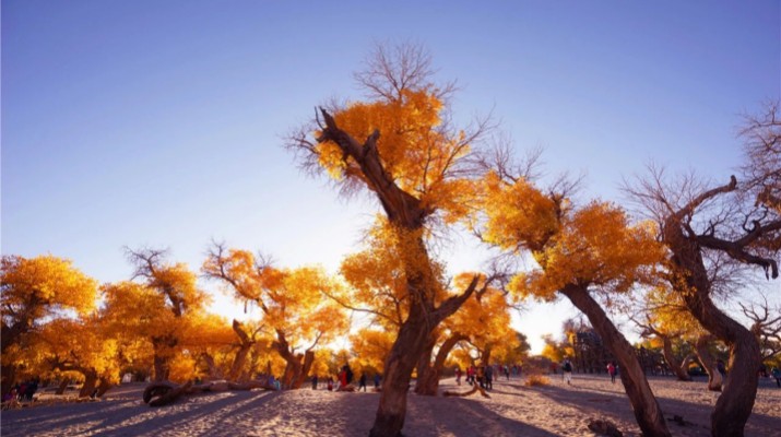 踏歌而行，文旅融合綻芳華——甘肅文旅產業集團六年發展紀實